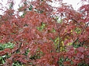 115_1566_img.jpg