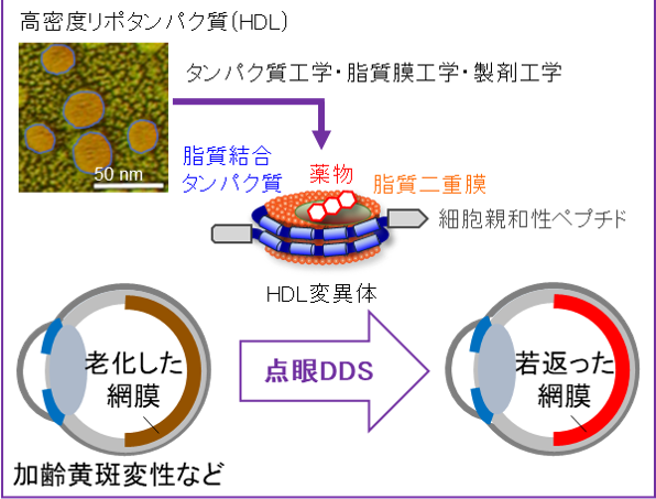 ドラックデリバリーシステム（DDS）の設計と開発