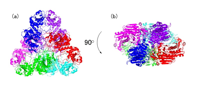 立体選択的加水分解酵素の６量体構造