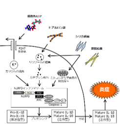NLRP3インフラマソーム活性化のモデル
