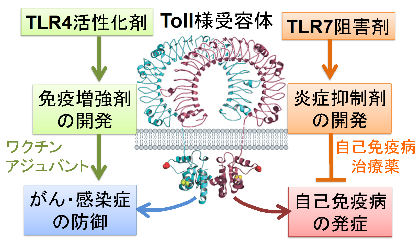 自然免疫を標的にした創薬研究